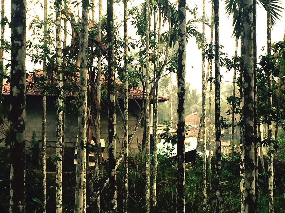 Vedanta Wake Up Wayanad Edakkal Caves 호텔 Ambalavayal 외부 사진